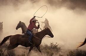 Cowboys Roping Horses
