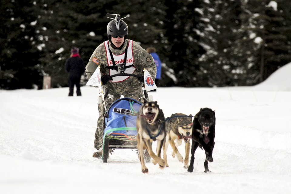 dog-sled-team-603612_960_720.jpg